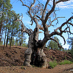 Thumb for Flinders Ranges